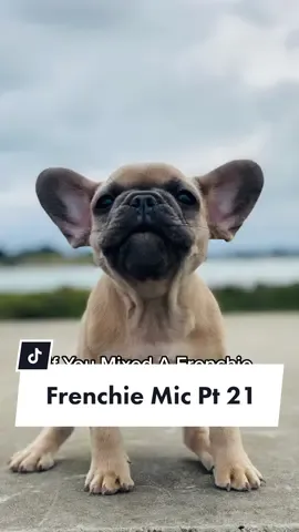Mixed Monday Part 21 #frenchiemix #mixedmonday #frenchiesoftiktok  #poodlesoftiktok #mixedbreed