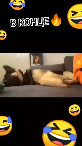 #смешныеживотные #funnypets