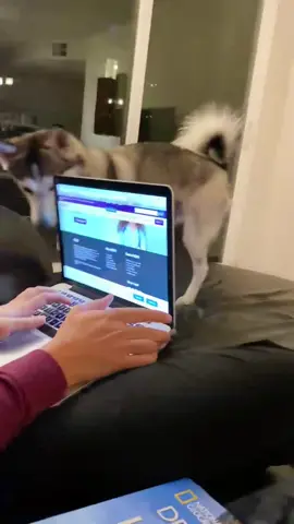 SHUT IT DOWN.  #dogparents #dogsofttiktok #petlover #fyp