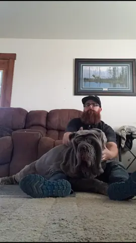 How Dads pet big dogs. He loves it! #fyp #ceoofwrinkles  #mastiff  #massage  #wrinkles