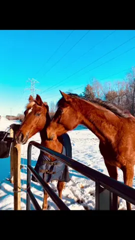 Such great boys. #horses #horsesoftiktok  #horsetok