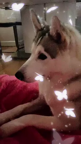 #husky #cute #cutehusky #family #Love #loyal #dog