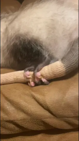 Reply to @zestyzep  hope this changes your mind cause I love his tail!! #possum #opossum #juuzou #dothejuju #petpossum #petopossum #ArbysDiabloDare #pet #PetsOfTikTok