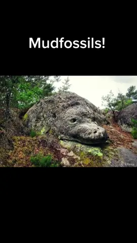 giants turned to stone! #mudfossil #bigfoot #sasquatch #giants #ArbysDiabloDare #collegelife #dogman #fyp #foryou #fypシ #nobigdeal #trickshot #ufo