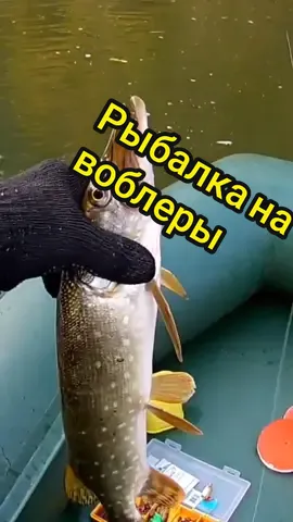 #рекомендации #рек #fishing #рыбалка #рыбалка2021 #природа2021 #fyr #fyp