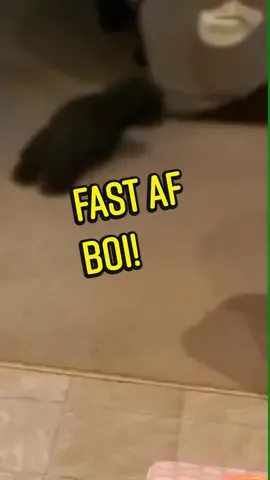 #fastafboiiiii  #comegetsome  #puppies  #puppiesoftiktok  #funny  #fast