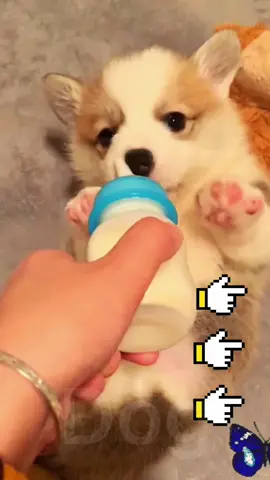 #pet #dog #foryou #for #fyp #CloseYourRings #ArbysDiabloDare