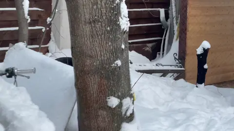 Слабонервными не смотреть ☺️ Все хорошо , у них то поцелуи то укусы . Все живы и опять играют )