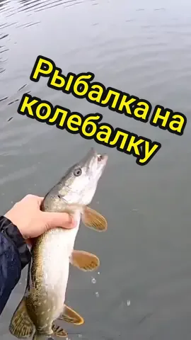 #рекомендации #рек #fishing #рыбалка #fyr #fyp #рыбалка2021 #природа2021 @druggshxt @viagrol