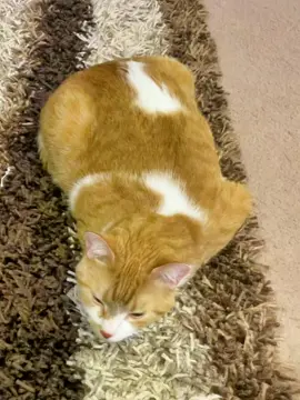 Mango being adorable 🧡🧡🧡😻#whosaidyourallowedtobethiscute #cutecat #catsoftiktok #catlover #cat #mangothecat #fyp #foryou #fypシ #followformorevideos♥️♥️