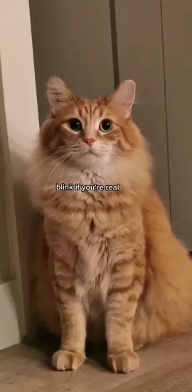 I guess he's just a figment of all our imaginations 🤷‍♀️ #catsoftiktok