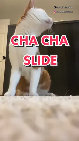 Cha cha slide #catsoftiktok