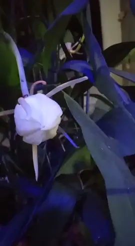 penampakan asli kembang Wijaya Kusuma pas lagi mekar...Masya Allah, subhanallah..maafkan tangan yg Tremor🤭