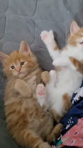 #котики #caattv #мейнкун #полидакт #pets #mainecoon