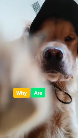 Could someone answer this 🥺 #goldenretriever #fyp #dogsofttiktok
