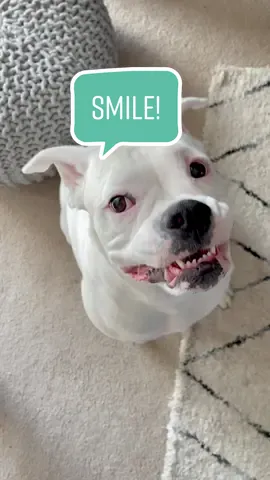 Shmile everyone! It’s Friday! #cutedogs #smilingdogs #whiteboxer #wholesome #funnydogs