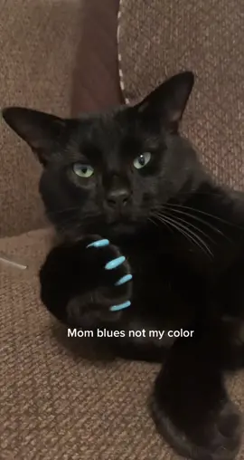 I think blue is his color. This was honestly his reaction to his nails. #catnails #nailcoverscats #nails #cays