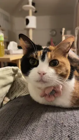 まんまるドミノ#猫 #cat