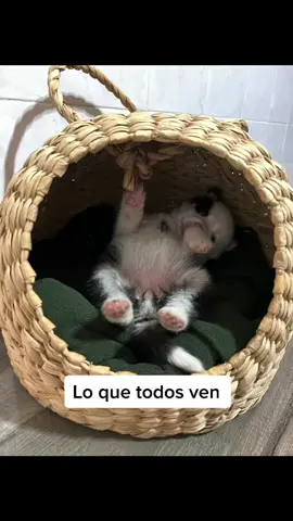Un gran poder conlleva una gran responsabilidad #husky #bebe #vaca #💩