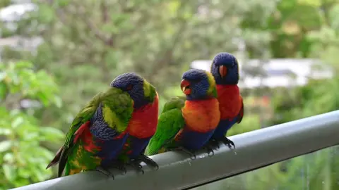 #babylorikeet #babybird #rainbow #lorikeet #australianparrot #australia #mybalcony #wildanimals #cuteanimals #australiananimals #mymorning #bird