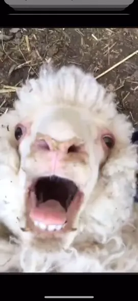 Screaming Sheep #happyormad #sheep #scream