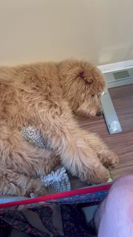 This is why I always bug my dad to let me in 🚽🥰#protect #owner #mypack #fyp #foryou #doodle #bathroom #viral #learned #cute #Love #share #follow #fy