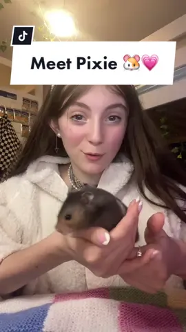 Would you like to see pixie my hamster in some more videos? 🐹💗Also my comments are finally back!! 🥳 #tics #ticsawareness #ticdisorder #fyp #hamster