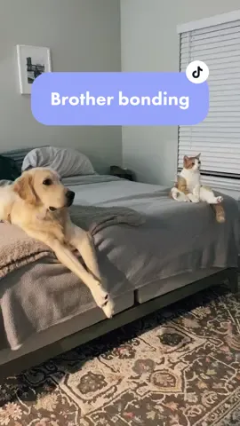 Do your pets ever just ..? #RufflesOwnYourRidges #goldenretriever #catsoftiktok #catsanddogs #pupacademy #netflix #fypviral #sundayreset #funnypets
