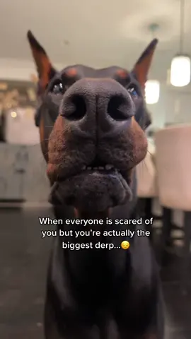 I call him a Doberderp🧐 #greenscreenvideo #fyp #doberman