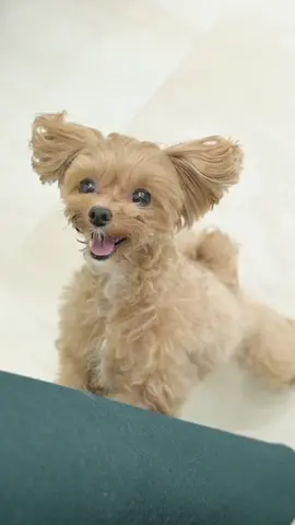 元気いっぱいマルプーのトリミング動画🐶✂️ #トリミング #犬 #トイプードル #マルチーズ #dog #toypoodle #maltese