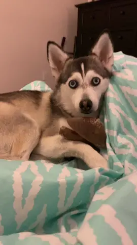 Her face 😭😭😭 #dogsoftiktok