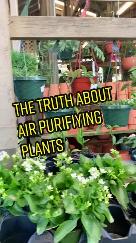#plants #PlantTok #plantas #indoorplants #planttiktok #plantsoftiktok #plantlover #airpurifyingplants #airpurifier #planttips