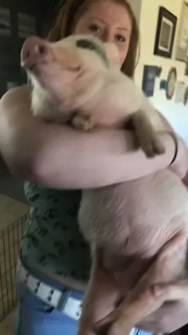 Baby Penny #fyp #foryou #pig #piglet