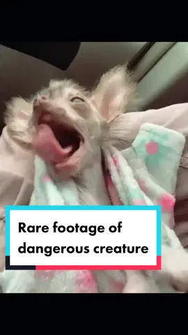 🦗 danger doggy  #hairlesschihuahua #hairlesspuppy #chihuahuapuppy #chihuahuasofinstagram #hairlesschihuahuasofinstagram #xoloitzcuintli #xoloitzcuintlisofinstagram #hairlessbreed #puppylove #chihuahua #xolopuppy #puppiesofinstagram #followmydog #nekkeddog #hairlessdog #gremlindog #babywerewolf #chihuahuasoftiktok #puppiesoftiktok #viralpuppy #uniquepuppy #dogsoftiktok #maneater #dangerous #cujo