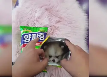 #dog #tinypuppy #whatsinside tiny puppy inside junk food bag