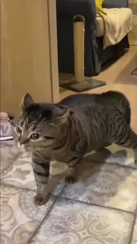 The cat speaks human language?😳😳😳😳😳😳#cutecat #petlover