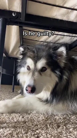 Is he guilty? #fyp #dogsofttiktok