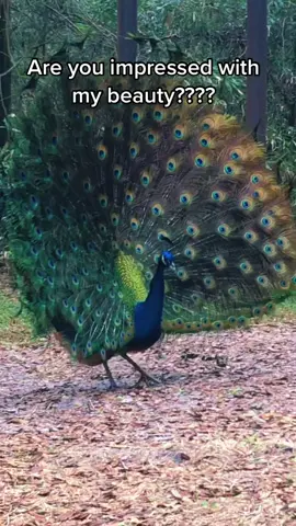 Poor Philip trying to impress Phyllis, keep trying my man you will win her over one day:) #interspeciesfamily #peacock #dance #birdsoftiktok #elfitup