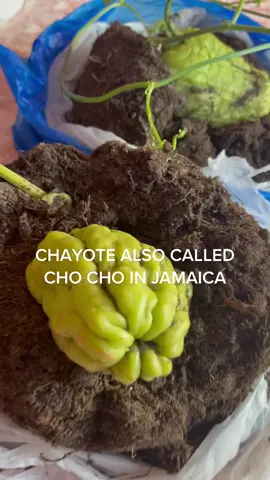 CHAYOTE PREPARED FOR OUTDOOR #instagram #chayote #gardenuk #india