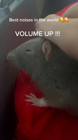 #rattiktok #rats #happyrat #cuterats #cute #ratsarepetstoo