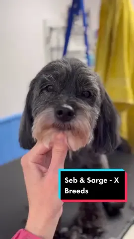 I just LOVE these two!! ❤️ #doggrooming #trending #fyp #dogsofttiktok #viral