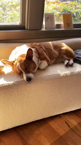 Thanks @CB2 for making his current fav sunbathing spot. #corgisoftiktok