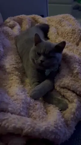 Smokey and Luna baby 😍#viral #foryou #fypシ