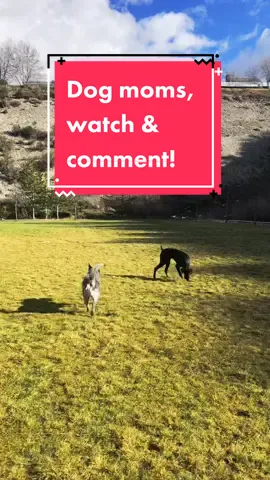 Dog moms where you @?! #dogmom #dogmoms #fyp #mom #momfriends #doglover #dogsofttiktok #doglove #utah #slcdogs #dogmomfriends #foryou