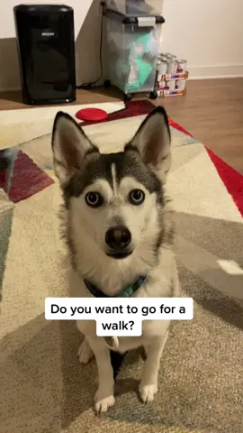 You had me at DO!!!! 😂😂😂 #dogs #petlover #huskies #happydog #fyp