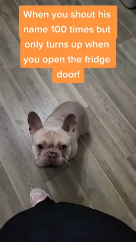 Duggee the French Bulldog! #frenchie #bulldog #heyduggee #frenchbulldog #frenchiesoftiktok #dog #bulldog #doggo #viral #fyp
