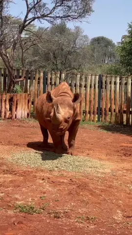 Eat big - sleep big. Rescued black rhino Maxwell (born blind, he has a forever home with us) enjoys a power nap after a big breakfast of lucerne pellets! #endangered #rhino #saverhino #animalrescue #safehaven #animals #MaxwellSWT #adopt #rescue #wildlife