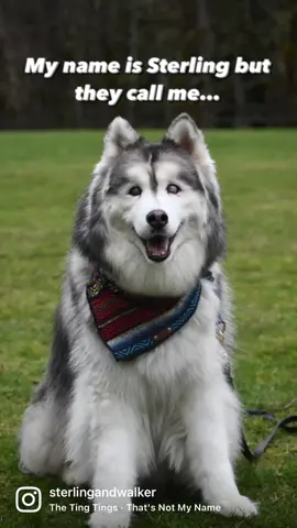 #thatsnotmyname #mynameis #husky #blinddogsoftiktok #rescuedog #huskiesofseattle