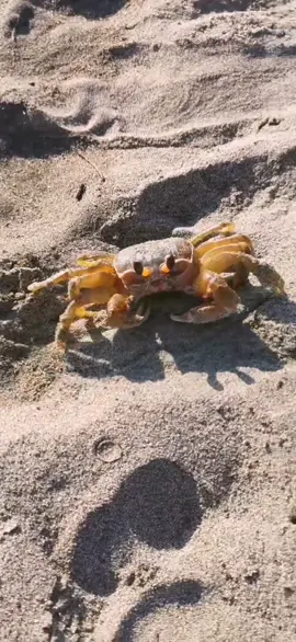 Con sus cuatro patitas caminando ligero 🏖️ con sus ojos parados que parecen antenas #cangrejo #playa #cangrejitoplayero #arena #acapulco #parati