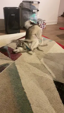 😂😂😂 #funnydog